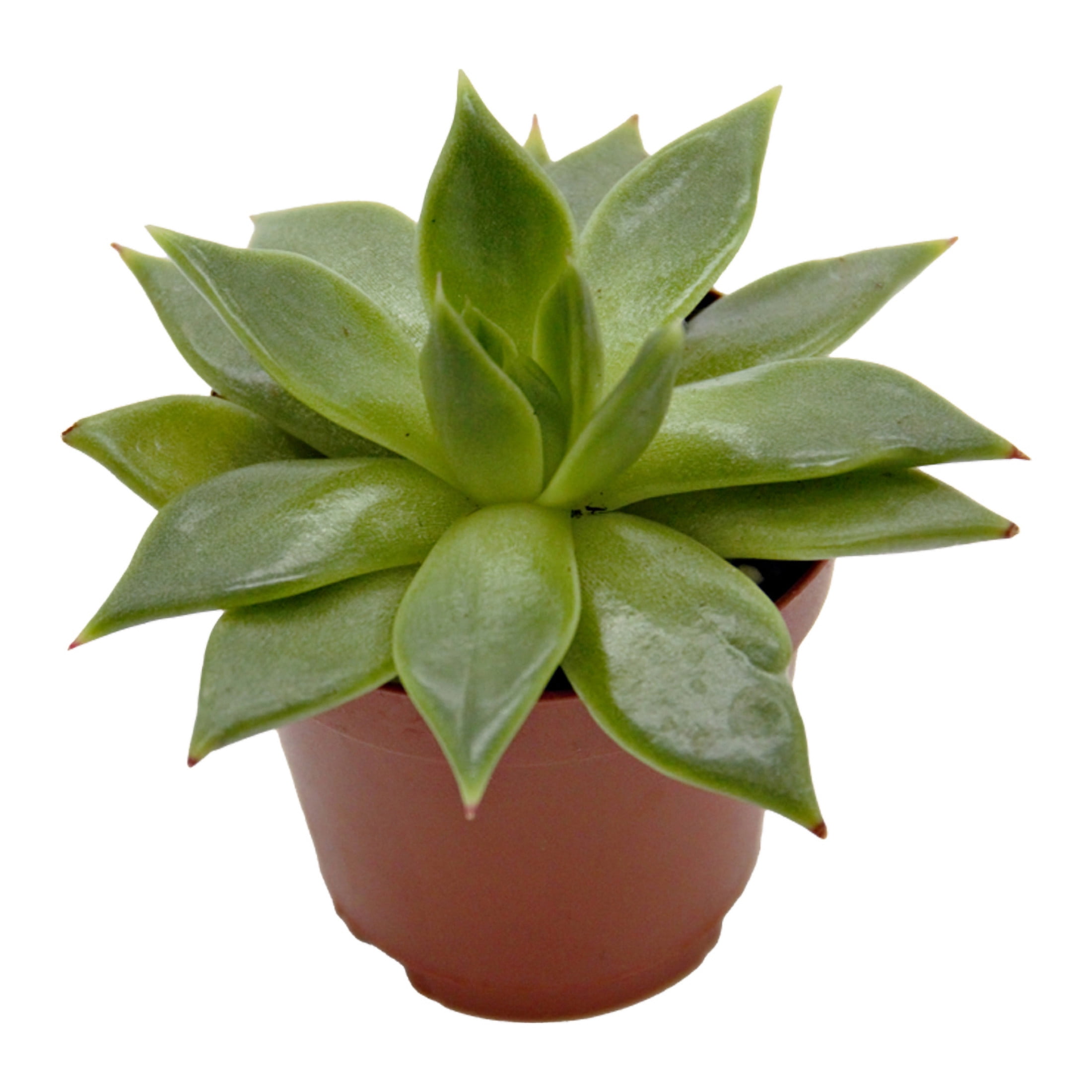 ReptiCulture Assorted Echeveria Desert 2" Pot 3 pk
