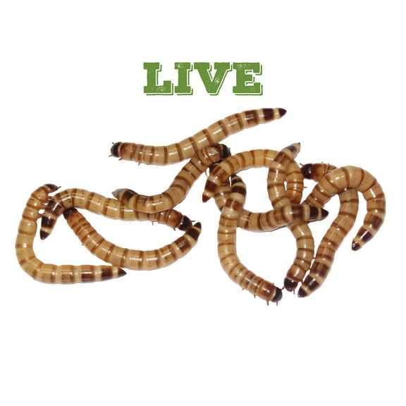 Mack's Natural Reptile Food 1 x box of 500 Large Superworms