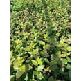 thumbnail image 4 of 2 Reka Blueberry Plants in a 3.5"---Organically Grown---Ready For Planting!!!, 4 of 4