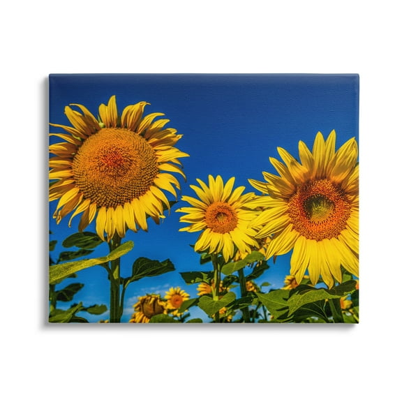 Stupell Industries Bold Sunflower Plants Against Clear Sunny Sky Photograph Gallery Wrapped Canvas Print Wall Art, Design by Steve Smith