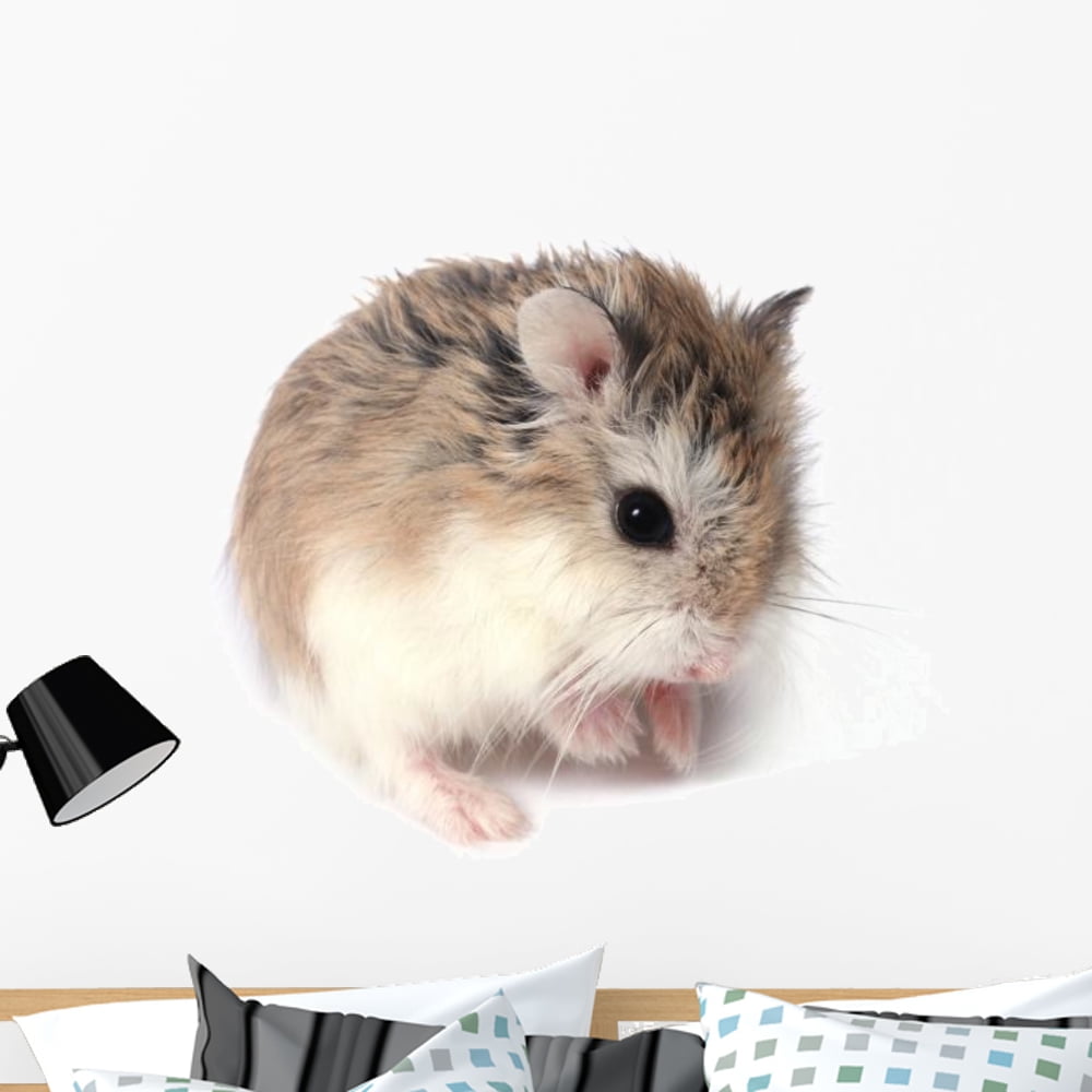 Roborovski Hamster Wall Decal by Wallmonkeys Peel and Stick Graphic (36