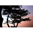 thumbnail image 2 of Alan Hausenflock 4x24 White Modern Wood Framed Wall Art Titled - Cypress Silhouette I, 2 of 5