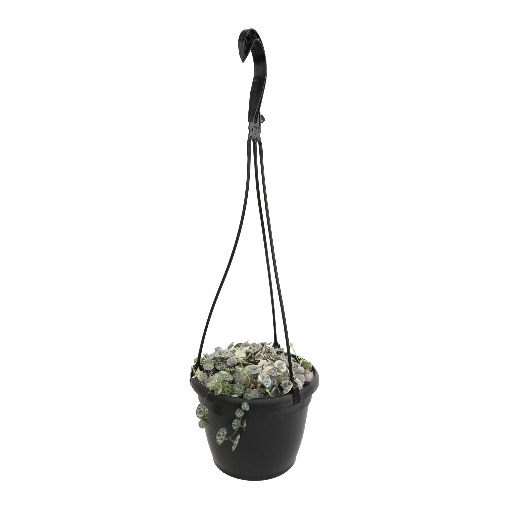 Variegated String of Hearts 6" Hanging Pot | Pet Friendly | Full Sunlight | Element by Altman Plants