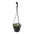 thumbnail image 3 of Variegated String of Hearts 6" Hanging Pot | Pet Friendly | Full Sunlight | Element by Altman Plants, 3 of 8