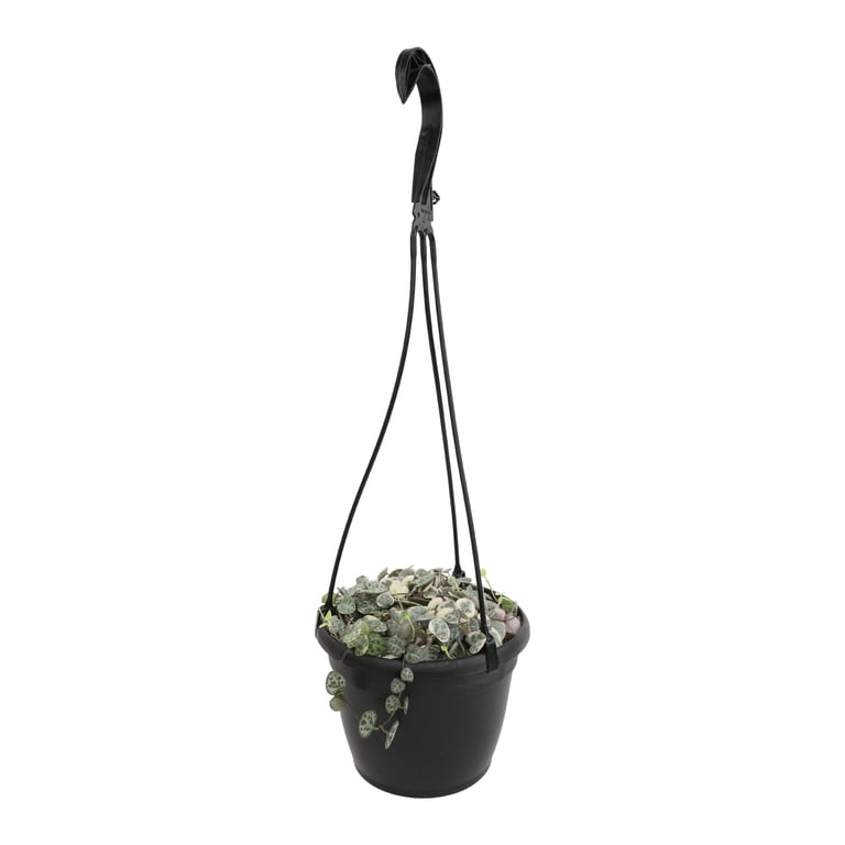 Variegated String of Hearts 6