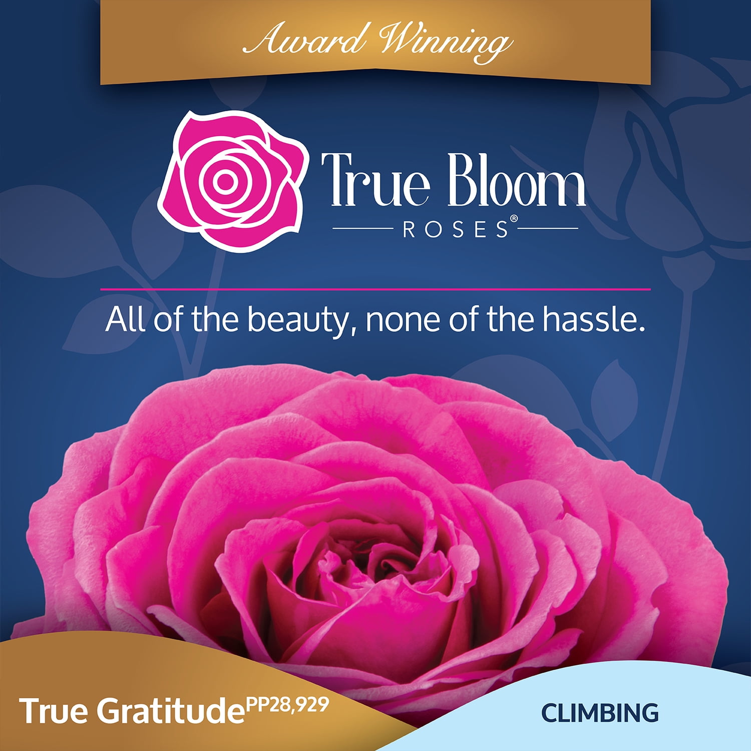 True Bloom 'True Gratitude' PP28929 Dark Pink Rose Bush Roses, 8Qt. Pot, Full Sun, Live Plant