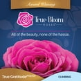 thumbnail image 6 of True Bloom by Altman Plants 'True Gratitude' PP28929 Pink Rose Bush, 8qt. Pot, Live Roses, Full Sun, 6 of 12