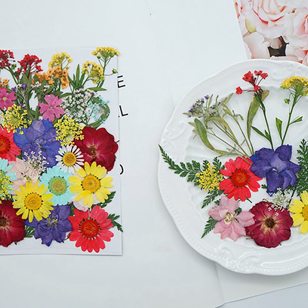 Ostrifin 1PC Dried Flowers Natural Floral Art Craft Scrapbooking