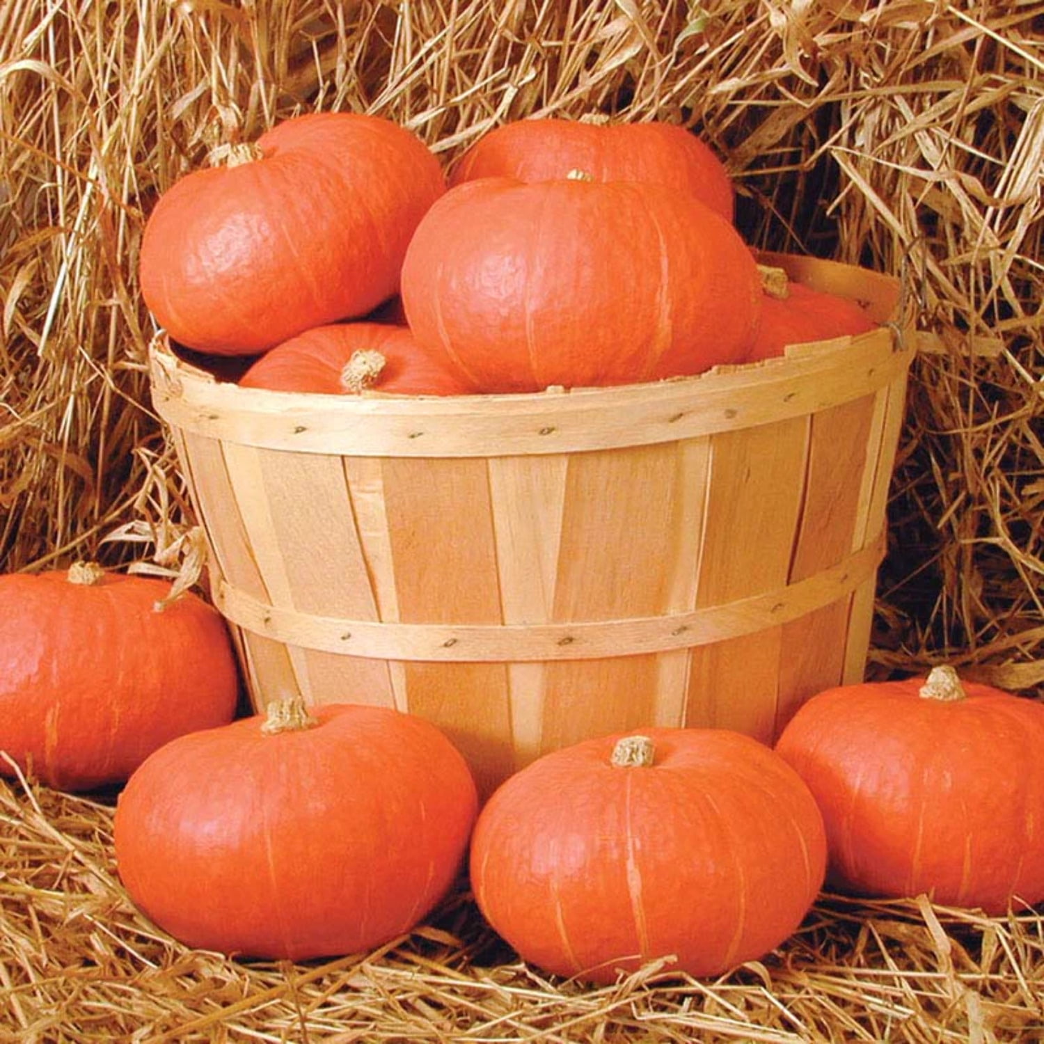 Squash Seeds Sunshine Variety Squash Seeds NonGMO 25 Seeds