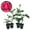 4 Plants, variant on Grande Dame Rose Bush - 2 Live Starter Plants in 2 Inch Growers Pots - Beautifully Fragrant Hybrid Tea Rose - A Versatile Beauty with a Rich Fragrance
