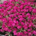 thumbnail image 2 of Outsidepride 10000 Silene Pendula Triumph Flower Seed, 2 of 3