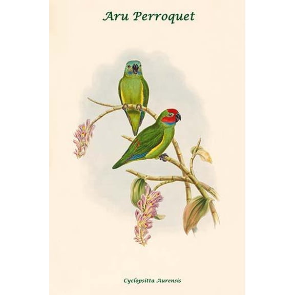Cyclopsitta Aurensis - Aru Perroquet-Fine Art Canvas Print (20" x 30")