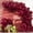 Burgundy, variant on Dark Brown Balloons, 114pcs Coffee Brown Latex Balloon Garland Arch Kit, 18 12 10 5 Inch Different Sizes Pack for BOHO Birthday Halloween Baby Shower Party Decorations