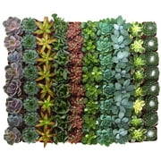 Home Botanicals Assorted Succulent (Collection of 100)