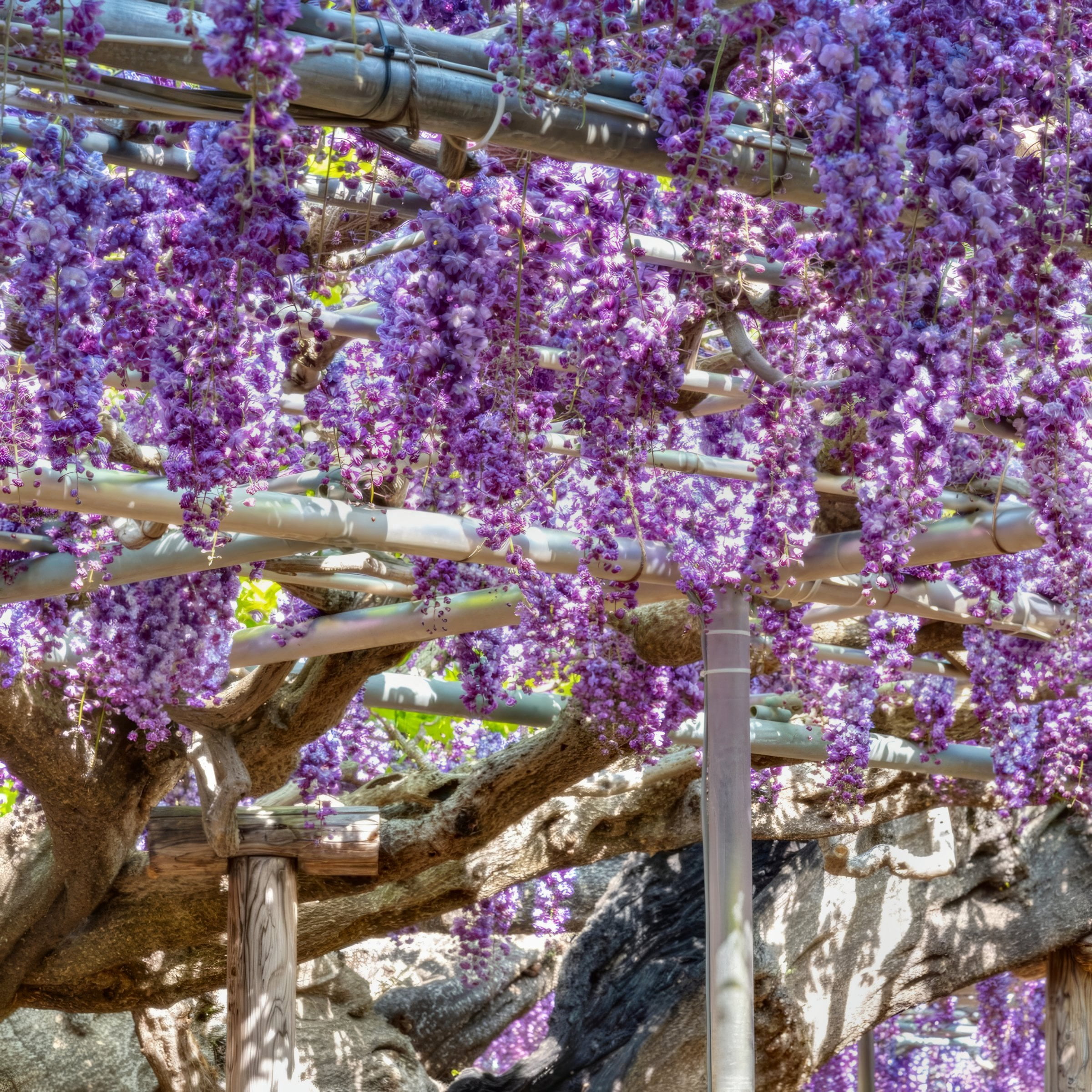 National Plant Network Live Perennial 1 gal Black Dragon Wisteria with Full Sunlight