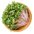 thumbnail image 3 of Everwilde Farms - 1/4 lb Organic China Rose Radish Seeds - Gold Vault Bulk Seed Packet, 3 of 3