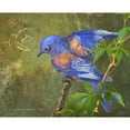 thumbnail image 3 of Vest, Christopher 14x12 Black Modern Framed Museum Art Print Titled - Virginia Creeper Bluebird, 3 of 5
