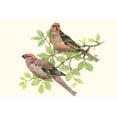 thumbnail image 2 of OToole, Tim 14x11 White Modern Wood Framed Museum Art Print Titled - Song Birds II, 2 of 4