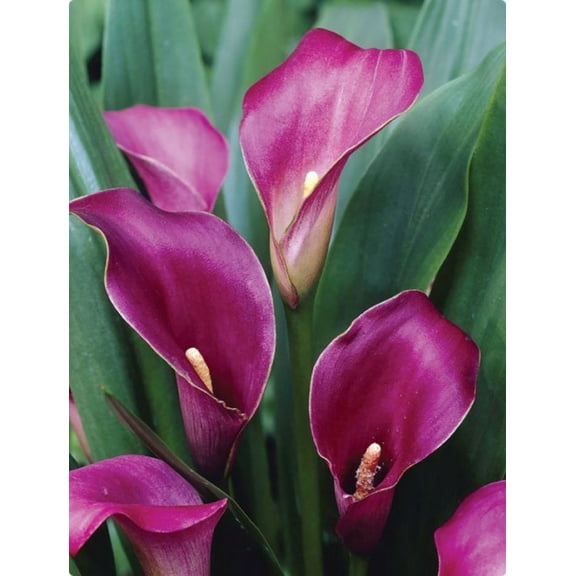 Outback Calla Lily Bulb - 1 Bulb 14/16cm - Warm Red-Violet