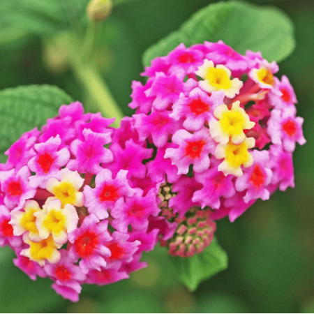 Lantana Pink Live for Planting, Perennial Lantana Flowers Plant for Outdoor 4 to 6 Inch Tall