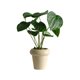 thumbnail image 2 of Simulation Plants Decorative Small Potted Plants Office Living Room Desktop Indoor Bonsais Ornaments Bionics Fake Flowers And Greenerys, 2 of 6