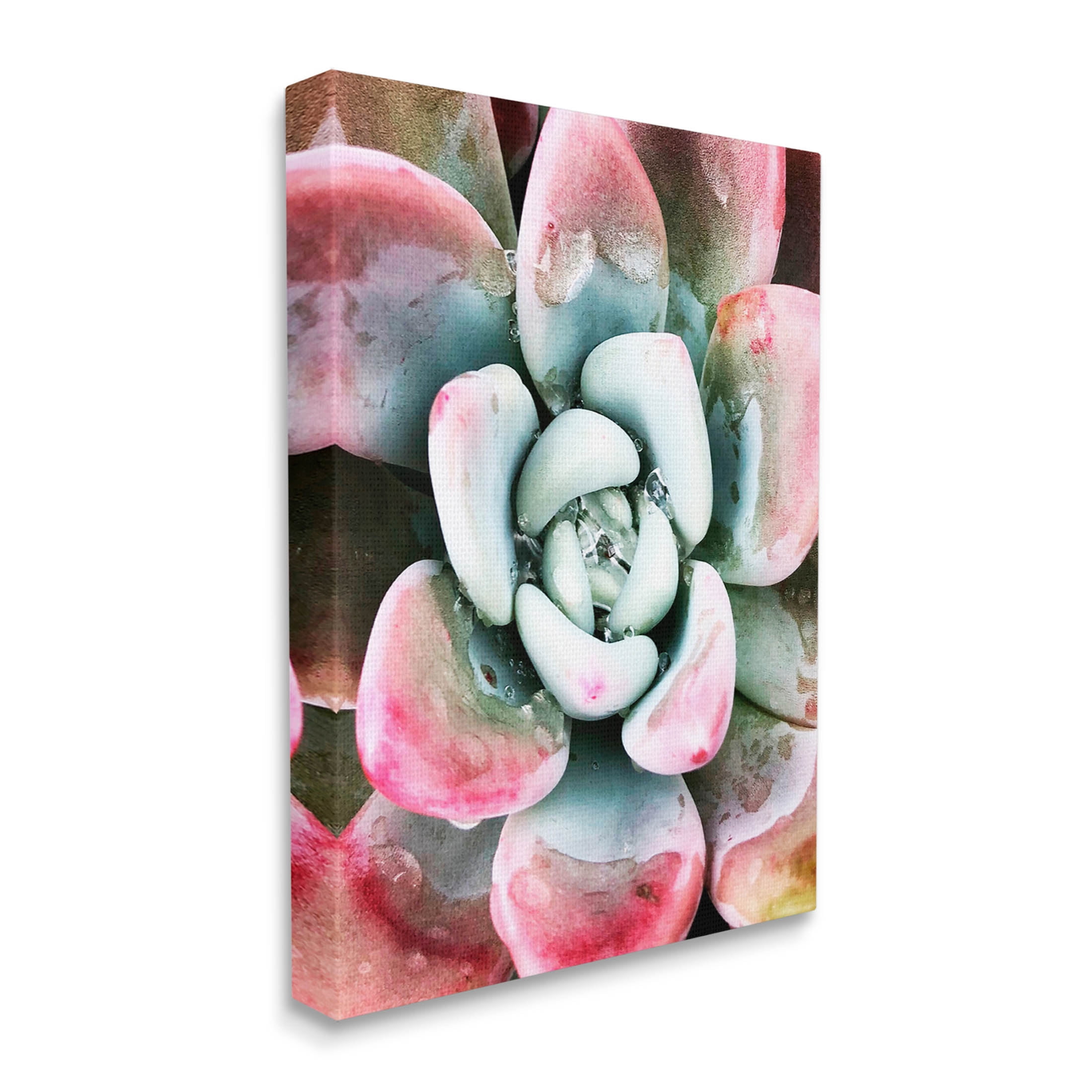 Succulent Plant Rain Droplet Botanical & Floral Photograph Gallery Wrapped Canvas Print Wall Art