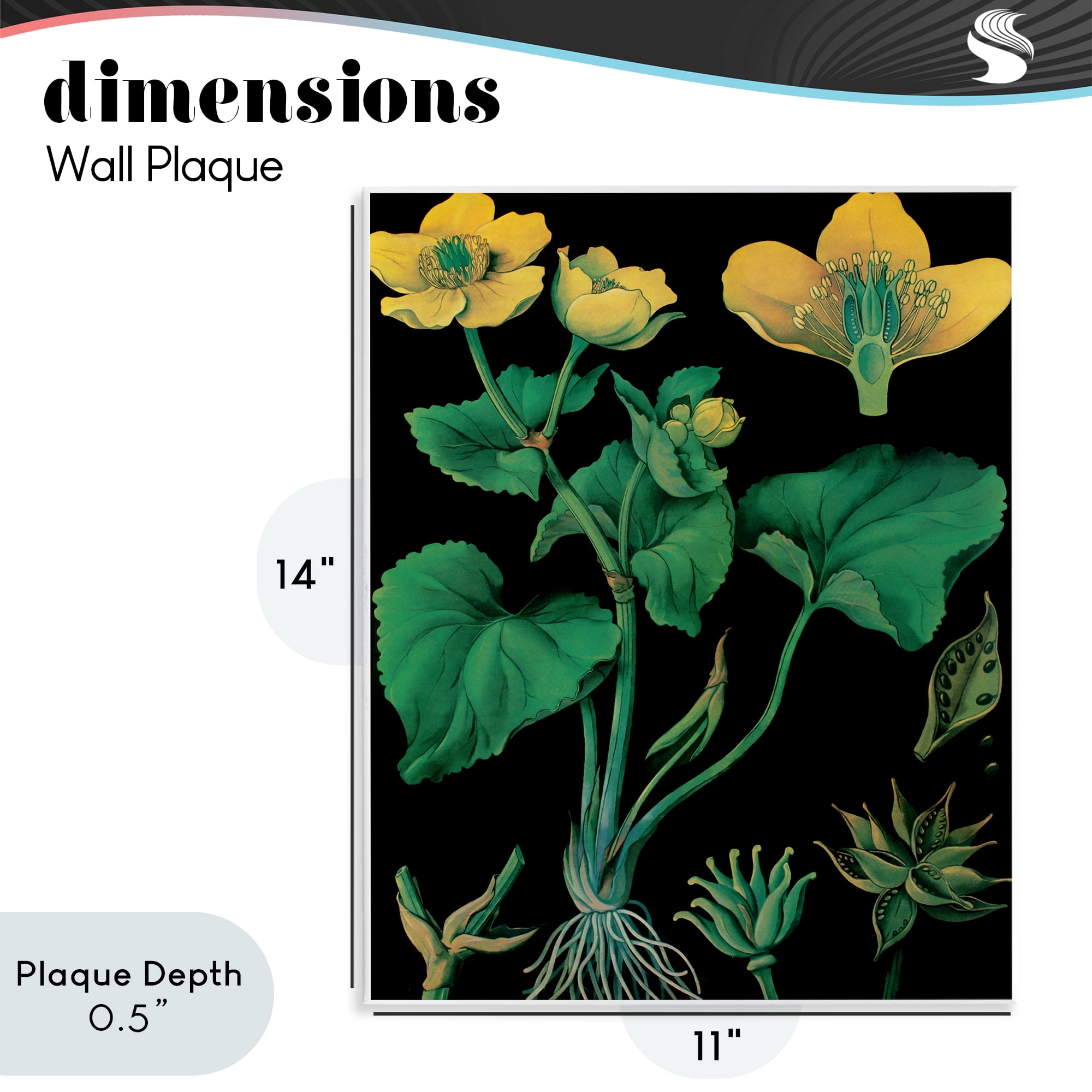 Stupell Industries Marsh Marigold Illustration Study Wall Plaque Art, design by Vintage Hustle