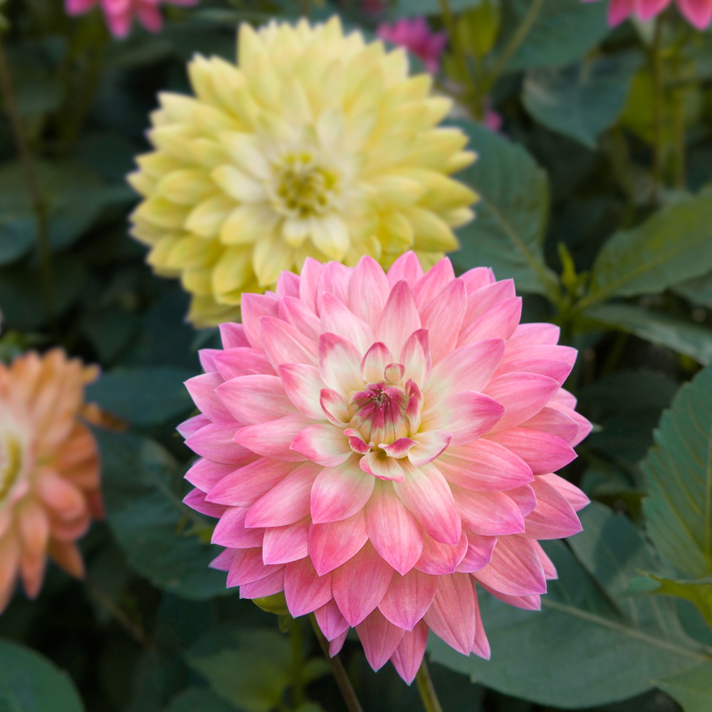 National Plant Network Dahlia Decorative Mixed Bulbs (10-Pack)
