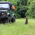 thumbnail image 7 of Mud Terrain Super Swampers SSR-49 Tire LT-320-70-20, 7 of 7