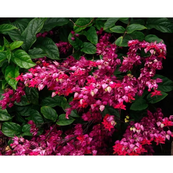 25 Java Red Bleeding Heart Seeds – Shade Loving Perennial Flower – Heart Shaped Garden Blooms