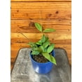 thumbnail image 2 of Hoya Minahassae, 4" Plant, The Plant Farm, 2 of 5