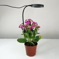 thumbnail image 2 of Graflsoa Lumière de Culture de Plantes à Spectre Réglable avec Minuterie, Bouchon de Sol Flexible de 90mm, 48LED (24 Blancs + 24 Jaunes) pour Plantes d'Intérieur, Simulation de Lumière du Soleil Multi-Angle, 2 of 6