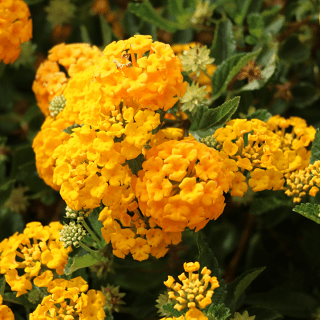 Pack 2 Lantana Flower Plants, Bright Yellow Lantana Live Plants 4 to 7 Inches