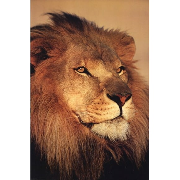 Lion Près de Poster (24 x 36)