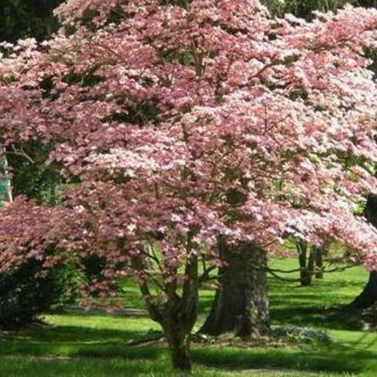 Expert Gardener 3-4 ft. tall Kousa Pink Dogwood Live Tree in 7