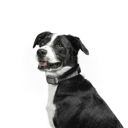 Advanced Bark Control Collar (Premier Pet Rechargeable Bark Collar with 15 Levels of Safe, Static Correction for Dogs - Automatically Adjusts Levels to Help Stop Barking and Whining; no Programming Required -)