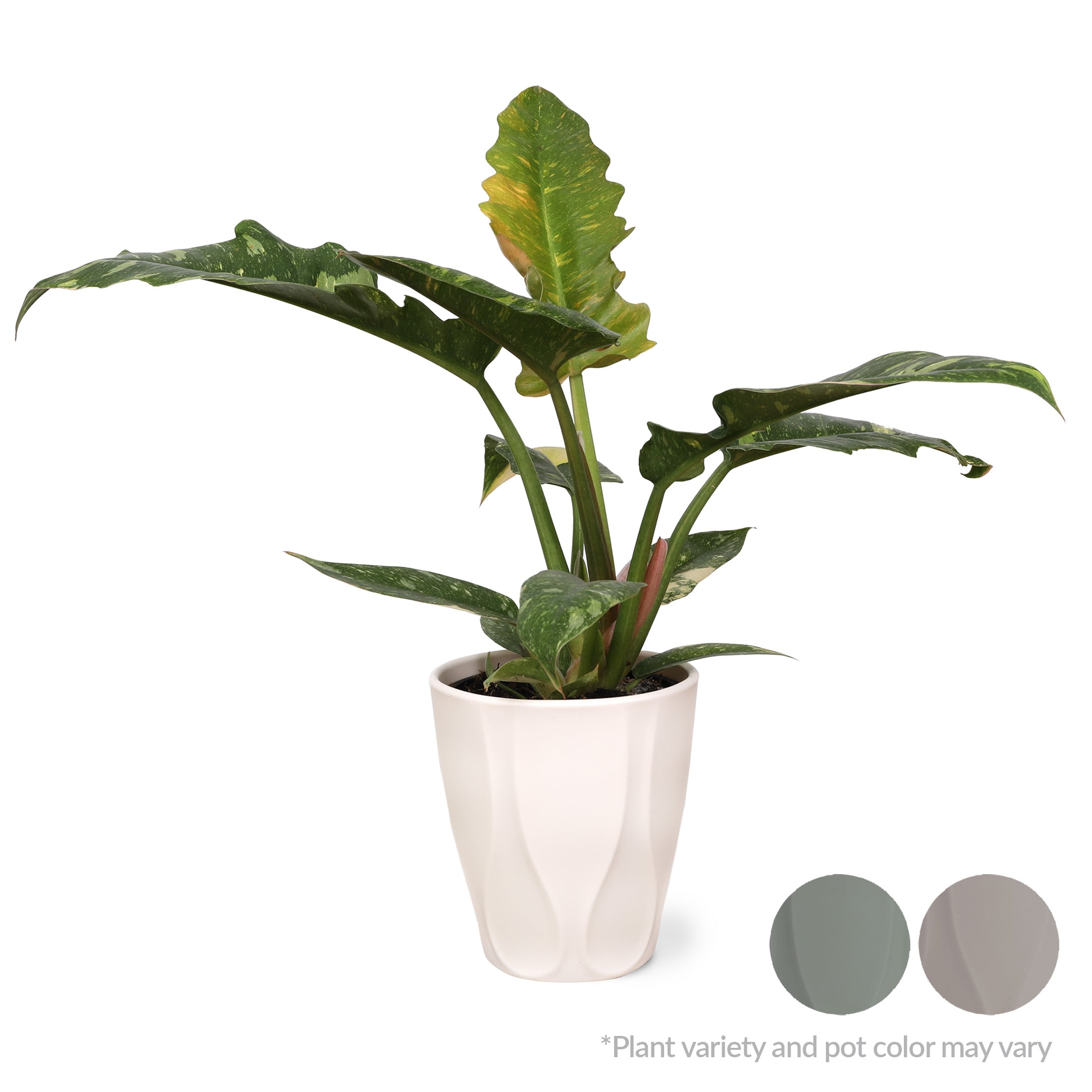 Wild Interiors Live Indoor Fancy Philodendron Assorted in 5" Decorative Fiber Clay Pot