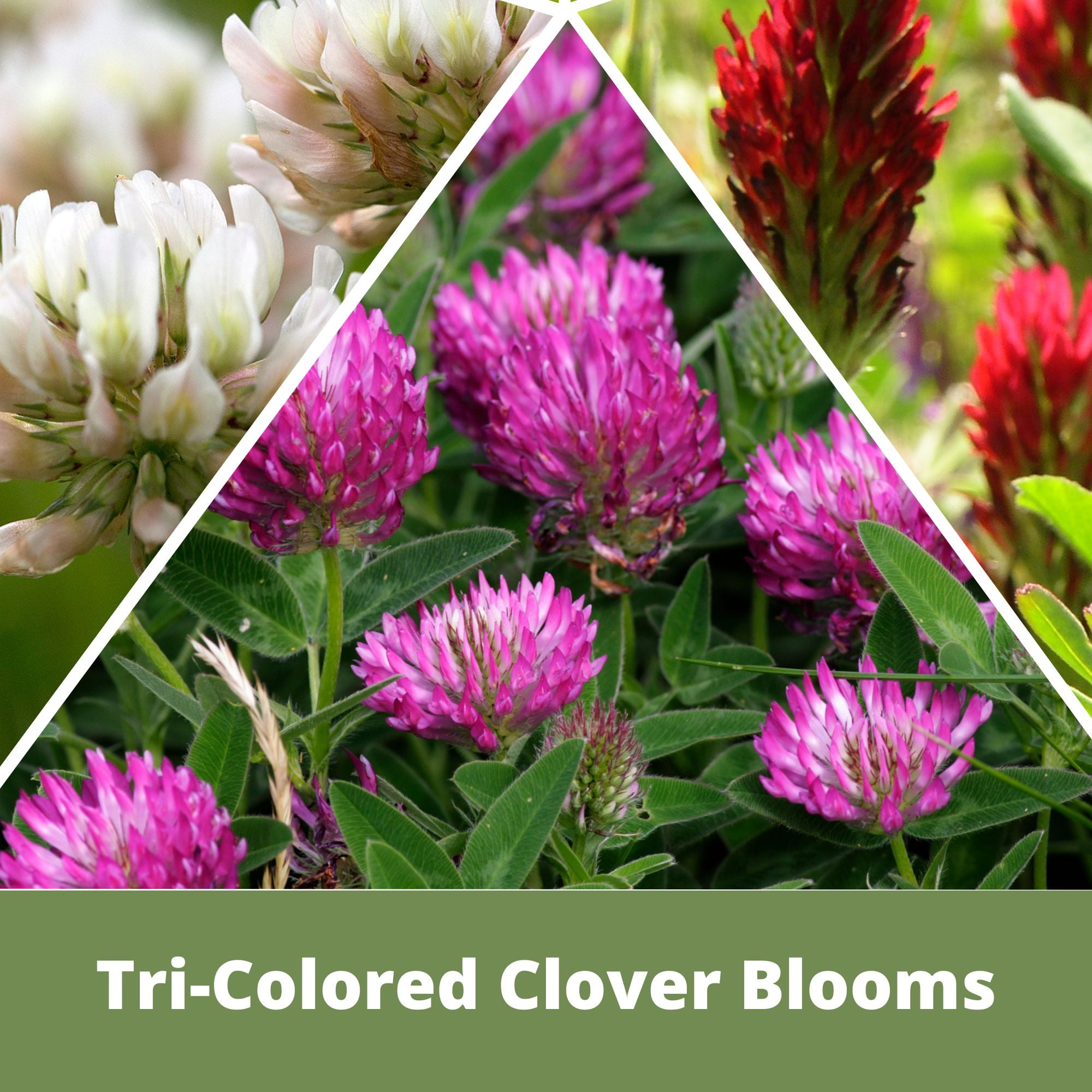 Flawn Seed Kits Tri-Color Crimson Red Medium Red Dutch White Clover Seed 1000 Sqft, Equal Mix in Kraft Pouch