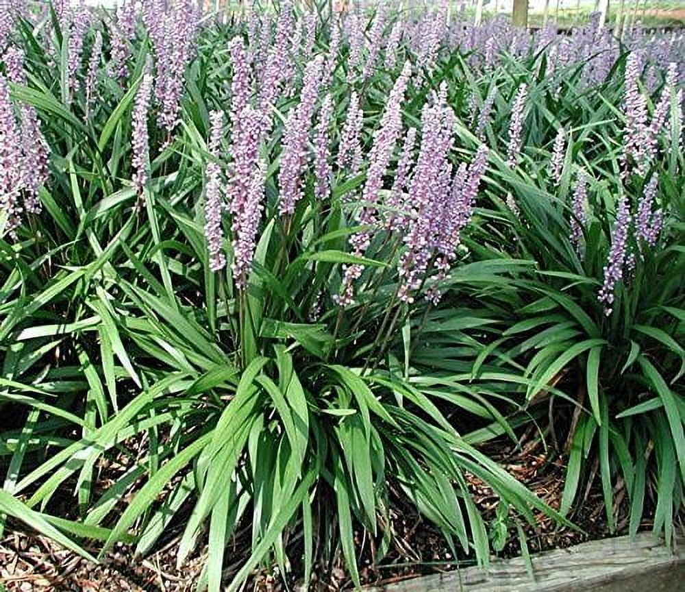 Emerald Goddess Liriope Muscari - 10 Live Plants - Drought Tolerant Low Maintenance Evergreen Ground Cover Grass