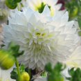 thumbnail image 2 of Fleurel Dinnerplate Dahlia Flower Bulbs - Deer Resistant - Good as Cut Flowers - Good For Indoor Forcing - Grows Well In Containers - Easy to Grow Live Plants - Outdoor Garden, 2 of 4