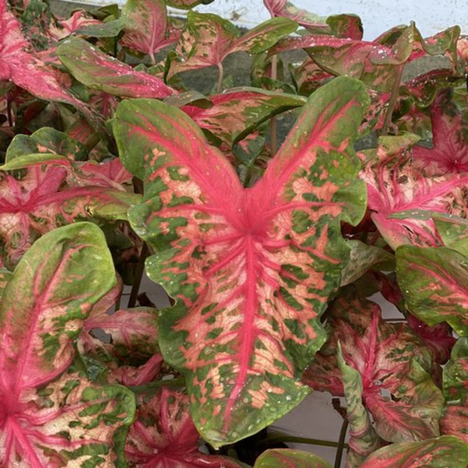 Proven Winners 5" Multicolor Heart to Heart 'Clowning Around' Shade Caladium Live Plant in 4.5" Pot