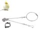 thumbnail image 1 of Anillo y cadena de acero inoxidable para patas de aves, ideal para periquitos, loros y cacatúas, cadena fina de 50 cm, anillo tamaño 6, seguro y duradero., 1 of 6