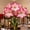 A, variant on Amaryllis, Hardy Perennial Fragrant Garden Decor for Plant Hangers & Outdoor Low Maintenance Perfect for gift
