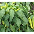 thumbnail image 3 of TomorrowSeeds - Hungarian Hot Wax Pepper Seeds - 300+ Count - For 2026 Planting 15,000 Scoville, 3 of 11