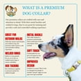 thumbnail image 3 of Country Brook Petz® Premium Nylon Dog Collar with Metal Buckle for Small Medium Large Breeds (Medium, 3/4 Inch, Gold), 3 of 4