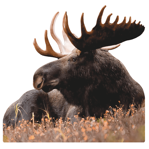 SP12656 Bull Moose Laying 47 inch Cardboard Cutout Standee Standup
