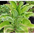 thumbnail image 4 of 4 Mother of Thousands Live Plants - Kalanchoe daigremontiana - Mexican Hat Plant, Succulent Live Plants - Great Indoor Plant (4 Pack of Plants), 4 of 7