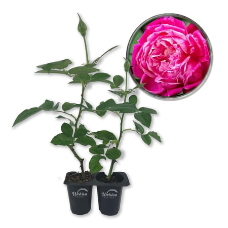 Louis Philippe Rose Bush - 2 Live Starter Plants in 2 Inch Growers Pots - Beautifully Fragrant Florida Rose - A Versatile Heirloom Rose with a Rich Fragrance
