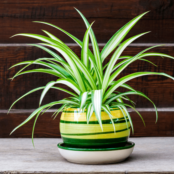 Live Spider Plant, Easy Care Houseplant, Variegated Spider Live Plant for Indoor Outdoor Growing, 4 to 6 Inches Tall