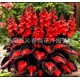 thumbnail image 1 of Semillas de Hosta abigarrada, semillas de flor de jade n.° A5, 100 semillas, 1 of 1